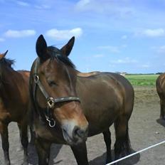 Oldenborg Cirkeline *Solgt*