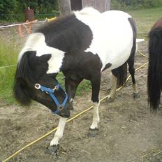 Islænder Vigri *SOLGT*