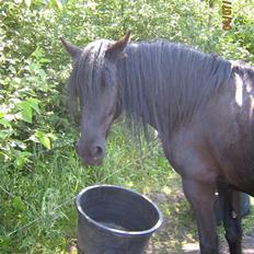 Frieser Jamaica (solgt)