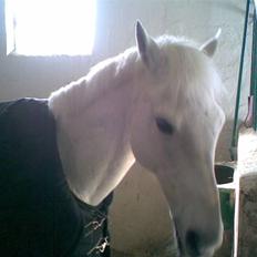 Anden særlig race *Gl. Part* Chivas