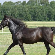 Anden særlig race Lightning R.I.P :'(