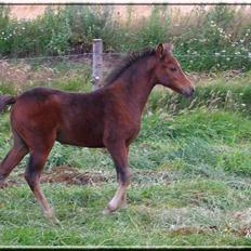 New Forest Halkærs First-Pride