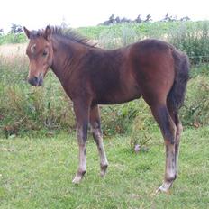 New Forest Halkærs First-Pride