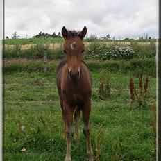 New Forest Halkærs First-Pride