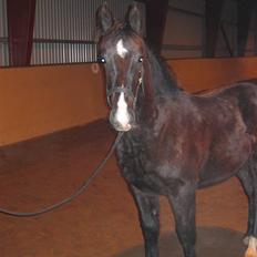 Oldenborg Vibegaardens Comet