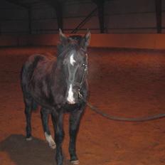 Oldenborg Vibegaardens Comet