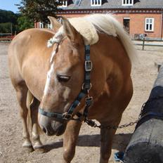 Haflinger 8930819 Ursula *R.I.P*