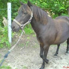 Anden særlig race Turbo