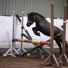 Anden særlig race toftegårdens papaya*solgt