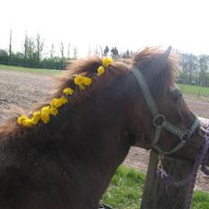 Anden særlig race toftegårdens papaya*solgt