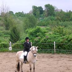 Fjordhest Frida  Vinstrup