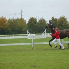 Fuldblod (XX) Evidence R.I.P.