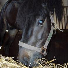 Islænder Hervar f. Lykkesholm