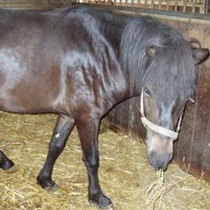 Islænder Hervar f. Lykkesholm