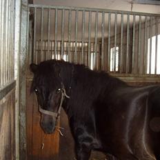 Islænder Hervar f. Lykkesholm