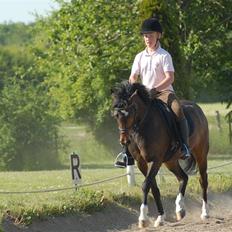 Welsh Pony (sec B) Skovbjergs Marcus(Solgt)