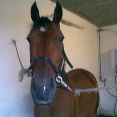 Traver Star Blixt *solgt*