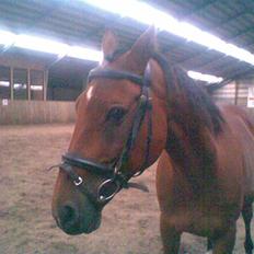 Traver Star Blixt *solgt*