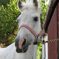 Anden særlig race fazet(gammel part)...