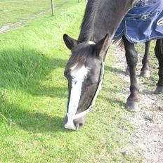 Anden særlig race Samba