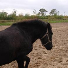 Anden særlig race Shiva <3