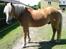 Haflinger starut. - INGEN AF MINE BILLEDER MÅ BRUGES PÅ ANDRE SIDER ELLER KOPIERES !
