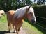 Haflinger starut. - INGEN AF MINE BILLEDER MÅ BRUGES PÅ ANDRE SIDER ELLER KOPIERES !