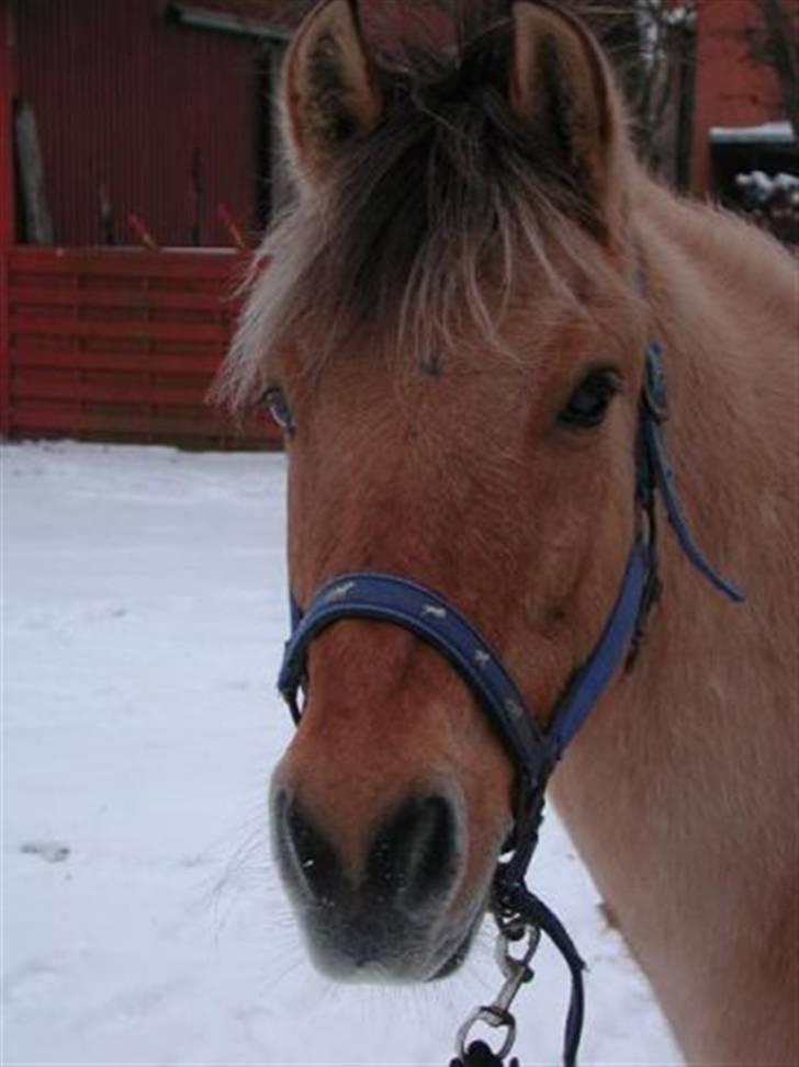 Anden særlig race Yasser - R.I.P - den dag jeg købte ham billede 1