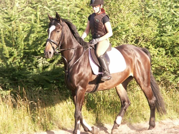 Dansk Varmblod Sitta Girl - naboen datter er ved at ride sitta op igen her er de så mandag den 23/7-07 billede 11