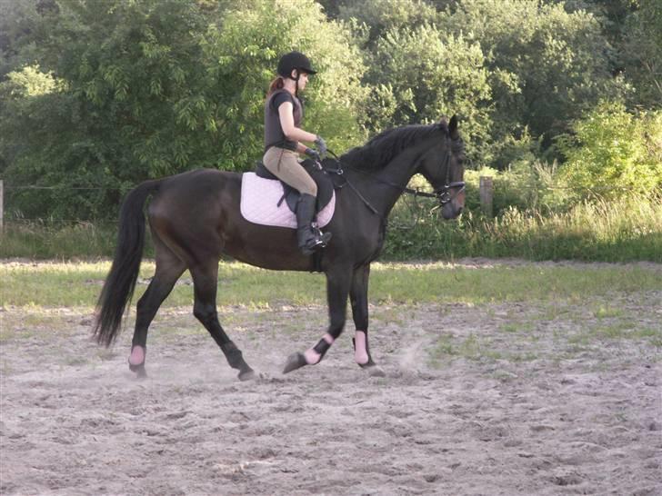 Dansk Varmblod Sitta Girl - igen sitta på banen mandag den 23/7-07 billede 12