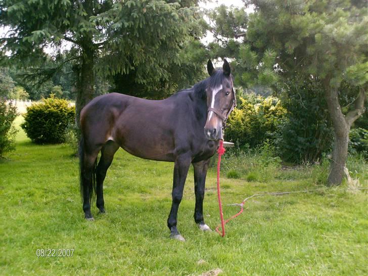 Dansk Varmblod Sitta Girl - sitta hygger sig med lidt græs efter en tur på banen mandag den 23/7-07 billede 13