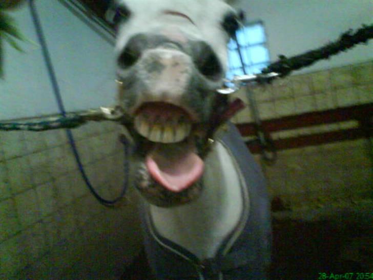 Anden særlig race Funny  <3  - Hejsa & velkommen :D <33 billede 1