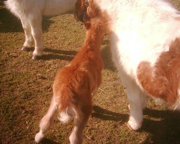 Dartmoor Dolly +DØD+ - 01-04-2007 billede 9