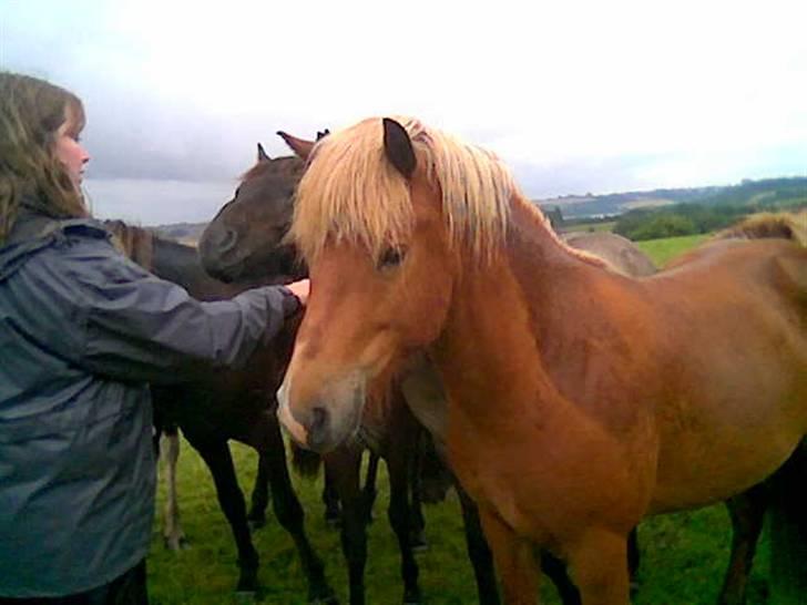 Islænder Glanni f Annesminde Solgt - Glanni på hingstefold 24-07-2007 billede 2