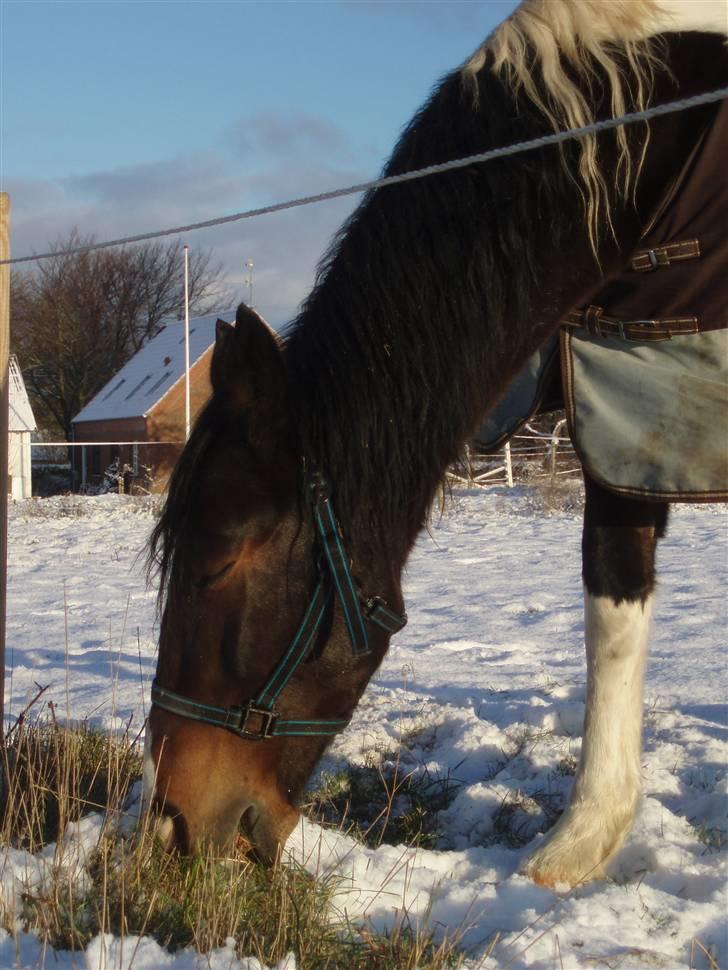 Pinto Korshøjs Wholly Cæsar - igen billede 19