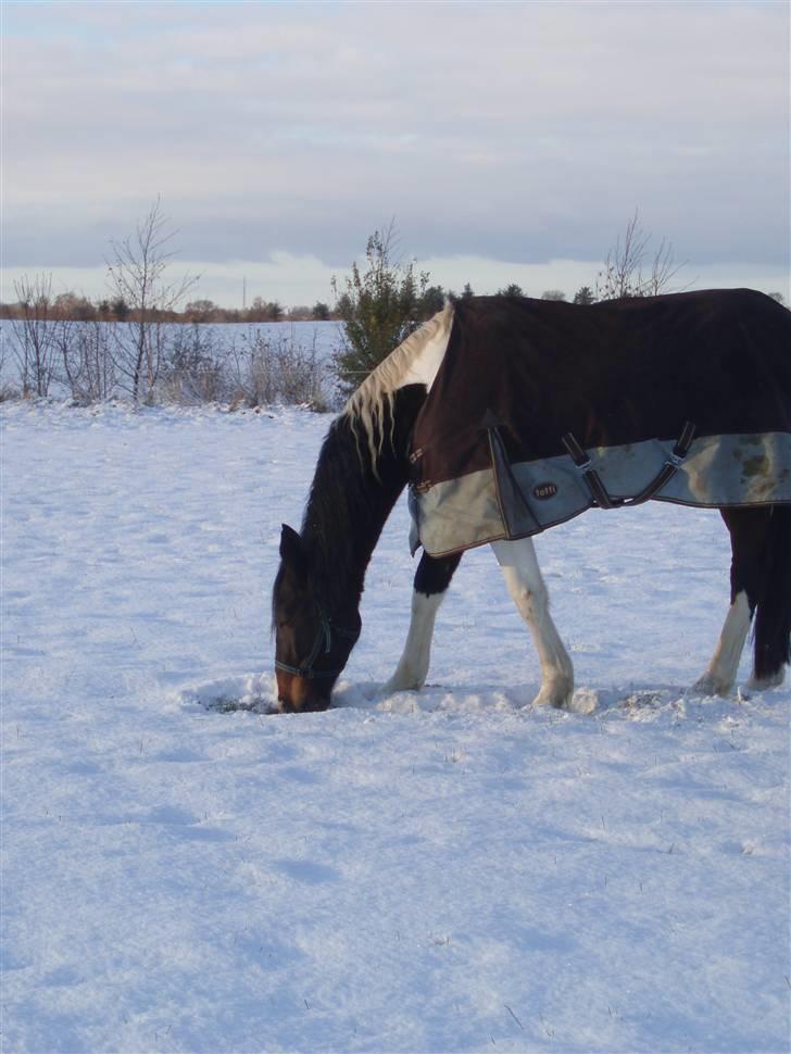 Pinto Korshøjs Wholly Cæsar - Igen d. 25.11.08 billede 20