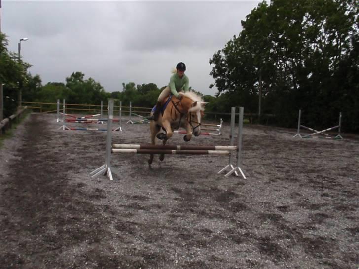 Haflinger Artist Junior billede 19