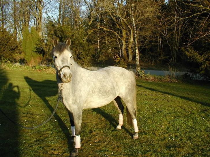 Anden særlig race Mille(solgt) billede 1