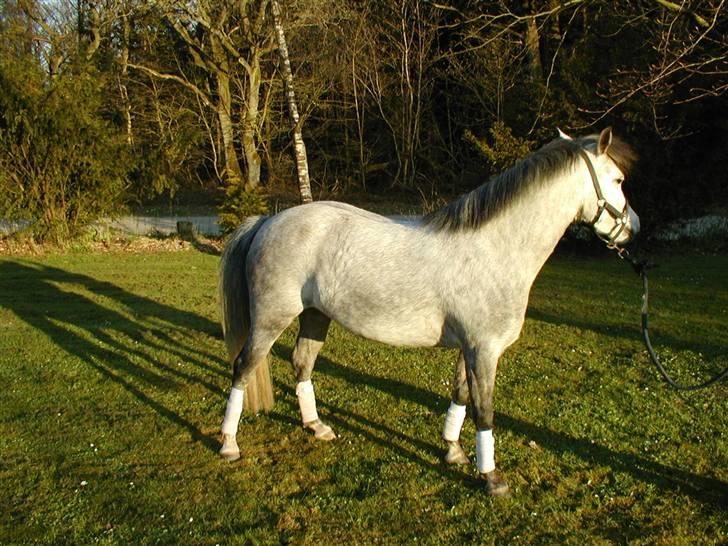 Anden særlig race Mille(solgt) billede 2