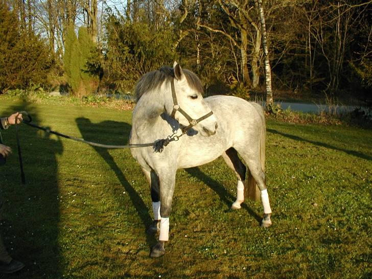 Anden særlig race Mille(solgt) billede 3
