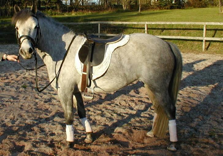 Anden særlig race Mille(solgt) billede 4