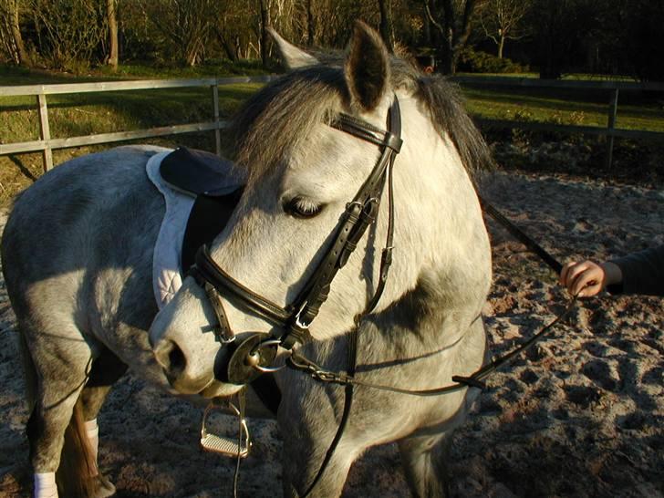 Anden særlig race Mille(solgt) billede 5