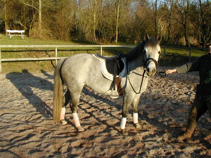 Anden særlig race Mille(solgt) billede 6