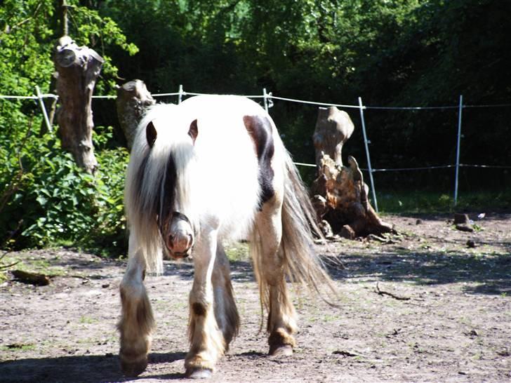 Irish Cob Aicia - Aicia på begøg hos Cash til bedækning, som jo endte med vores fine Cassie;;--)) billede 6