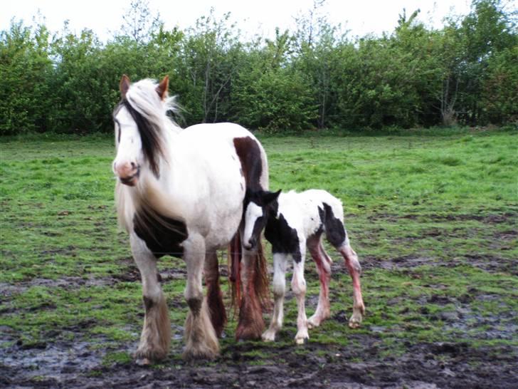 Irish Cob Cassie - Min mor og mig her er jeg kun et par timer gammel billede 9