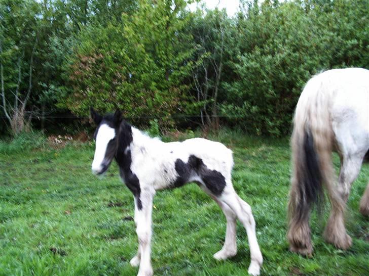 Irish Cob Cassie - Det er godt svært at stå på egne ben når man næsten kun lige er kommet ud i den store verden;;--)) billede 10