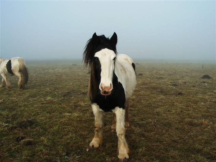 Irish Cob Balou - ja jeg ligner min far ret godt  billede 7
