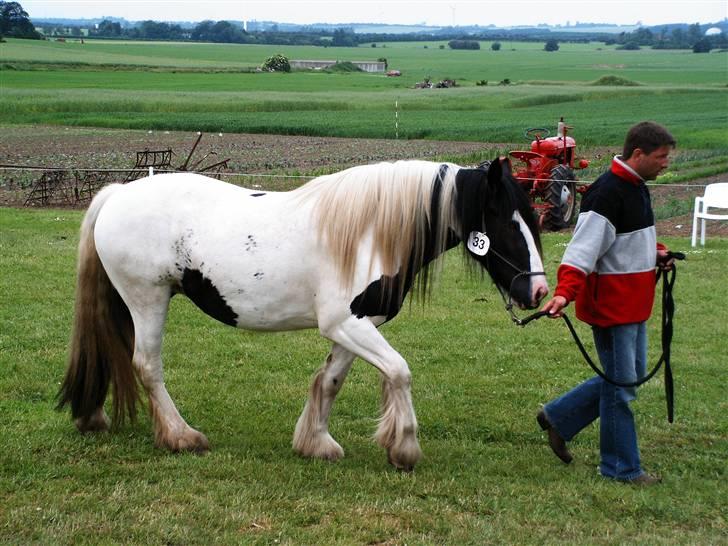 Irish Cob Balou - her går jeg en runde for at blive præsenteret til hesterace parade i Hygum i 2006 billede 8