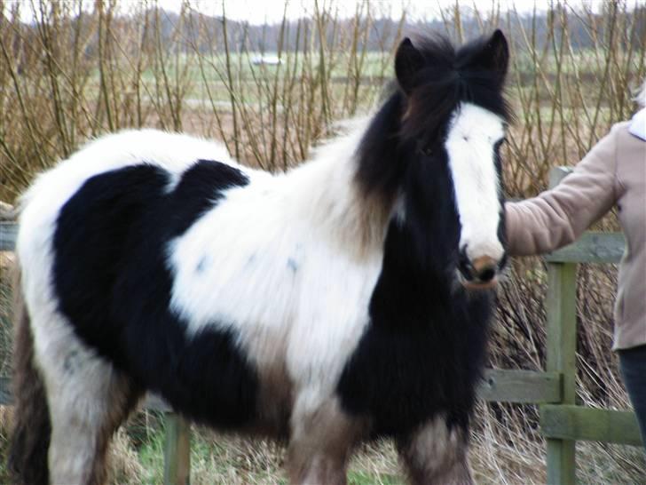 Irish Cob Cassie - ja sådan ser man altså ud med VINTERPELS billede 11