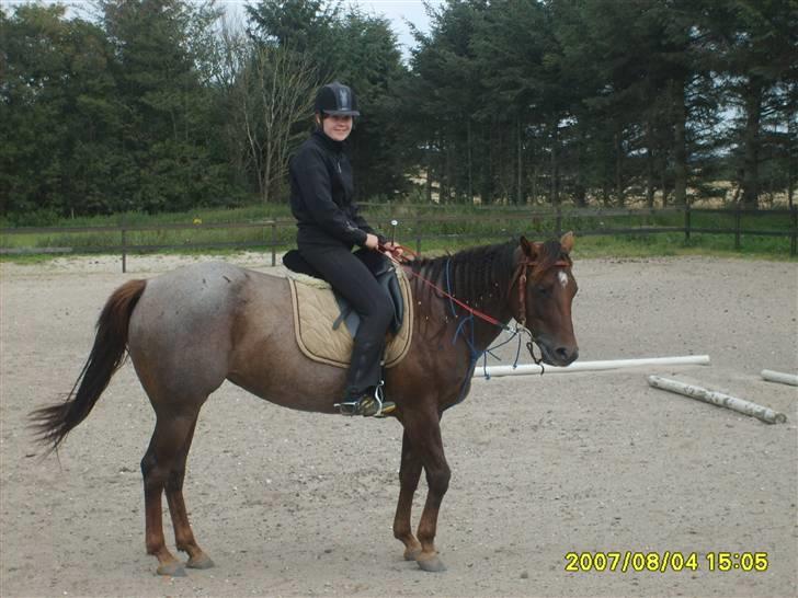 Appaloosa HHgomiss Mazie bar Solgt - Vi holder lige stille for Fotografren billede 3